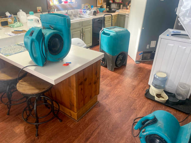 Best Mold removal after water damage  in Junction, TX