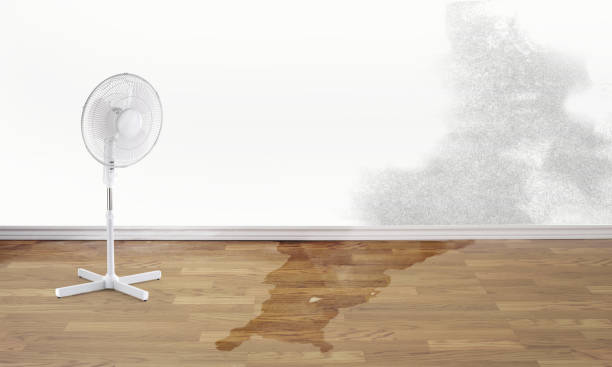 Best Water damage restoration mold remediation  in Junction, TX